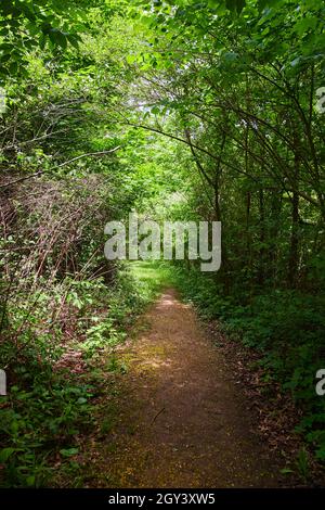 Simple dirt trail leading through the woods Stock Photo