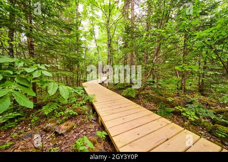 Boardwalk wood planks through the woods Stock Photo