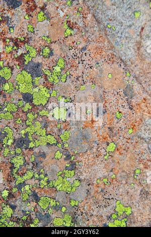Texture of stone rock surface with patches of green lichen Stock Photo