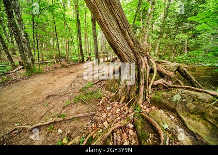Dirt trail and walking bridge next to old wood tree growing on lichen rocks with exposed roots Stock Photo
