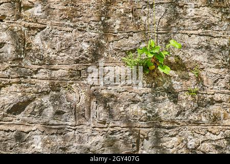 Green plant on manmade stone wall with texture Stock Photo