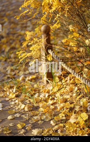 Closeup of wooden post with rope on pathway with fallen dry yellow leaves at sunset Stock Photo