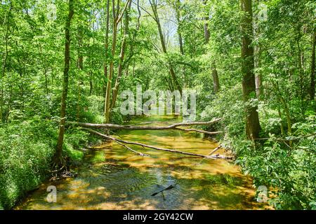 River in country with lush green forest and fallen tree over river Stock Photo
