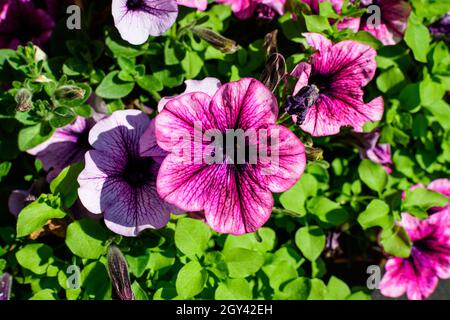 Large group of vivid pink Petunia axillaris flowers and green leaves in a garden pot in a sunny summer day Stock Photo