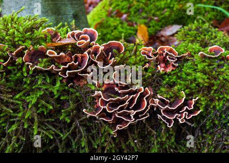 Mushrooms are parasites on mossy tree stump Stock Photo