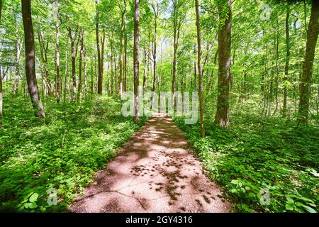 Dirt hiking trail through open forest with lush green trees Stock Photo