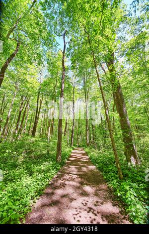 Dirt walking path through open green forest Stock Photo