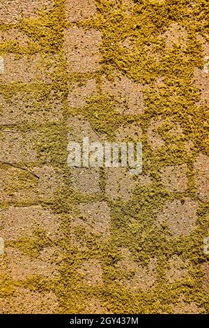 Floor brick path detail texture covered in lots of moss and algae Stock Photo