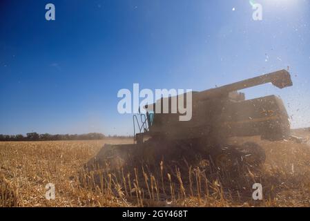 End of the summer, corn harvesting started. Stock Photo