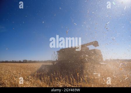 End of the summer, corn harvesting started. Stock Photo