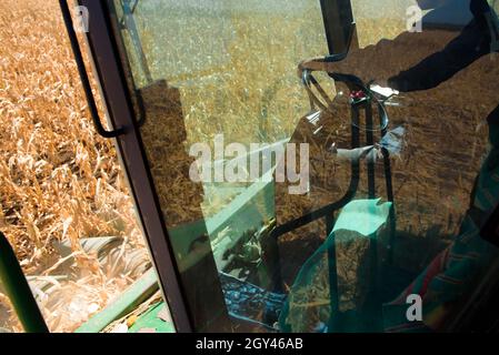 End of the summer, corn harvesting started. Stock Photo