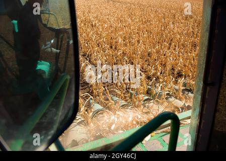 End of the summer, corn harvesting started. Stock Photo