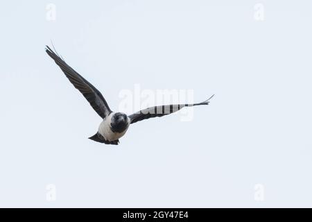 Daurian Jackdaw - Corvus dauuricus - Elsterdohle, Russia (Baikal), adult Stock Photo