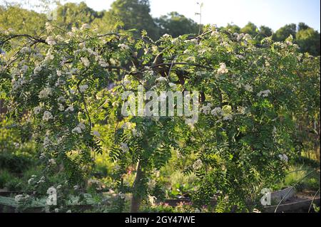 Weeping European mountain ash (Sorbus aucuparia Pendula) blooms in a garden in May Stock Photo