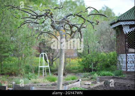Weeping European mountain ash (Sorbus aucuparia Pendula) after pruning in a garden in May Stock Photo