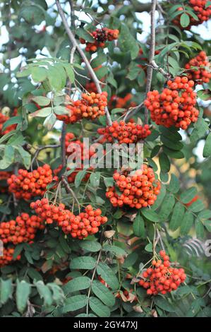 Weeping European mountain ash (Sorbus aucuparia Pendula) bears red fruits in a garden in August Stock Photo