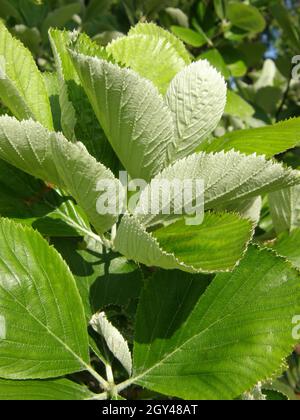 Foliage of a round-leaved whitebeam (Sorbus eminens) in a garden in May Stock Photo