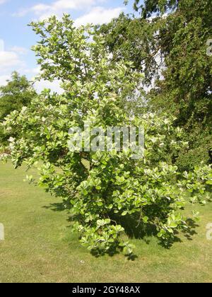 Round-leaved whitebeam (Sorbus eminens) blooms in a garden in May Stock Photo