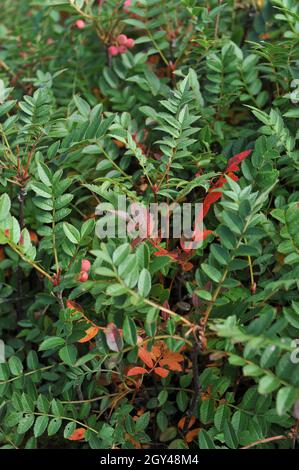 Chinese dwarf mountain ash (Sorbus reducta) bears pink fruits in a garden in September Stock Photo