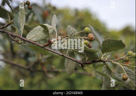 Rock whitebeam (Sorbus rupicola) bears green und red fruits in September Stock Photo
