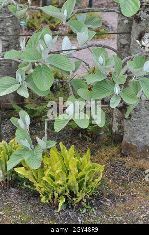 Pruned boskuet, made of tibetan whitebeam (Sorbus thibetica) John Mitchell in a garden in May Stock Photo