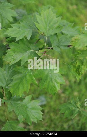 Foliage of a wild service tree (Sorbus torminalis) in a garden in May Stock Photo