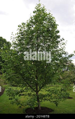 Wild service tree (Sorbus torminalis) blooms in a garden in May Stock Photo