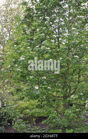 Wild service tree (Sorbus torminalis) blooms in a garden in May Stock Photo