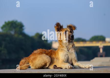 the beautiful Indian breed dog sitting the flor. Stock Photo