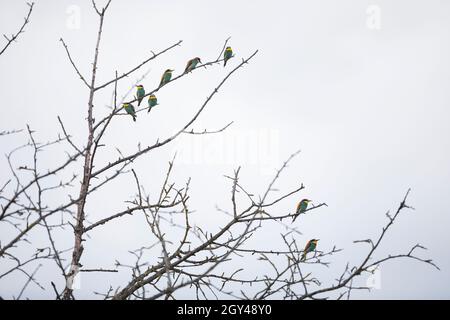 European Bee-eater - Bienenfresser - Merops apiaster, Germany (Baden-Württemberg), adult, group Stock Photo