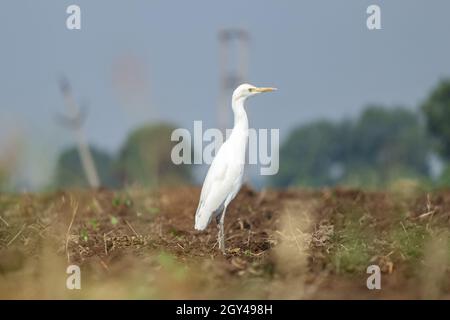 The bird crane searching the food in the black soil field, while farmer Farming. Stock Photo