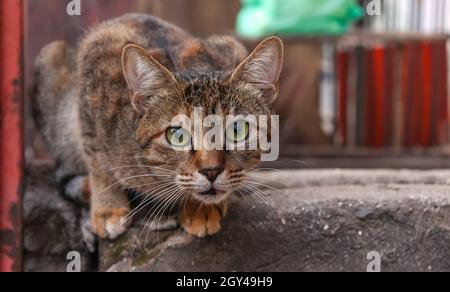 the  Indian Breed cat looking for the camera. Stock Photo