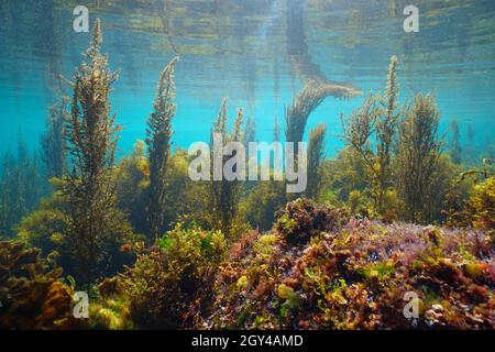 Algae underwater seascape in the ocean in shallow water, Eastern Atlantic, Spain, Galicia Stock Photo