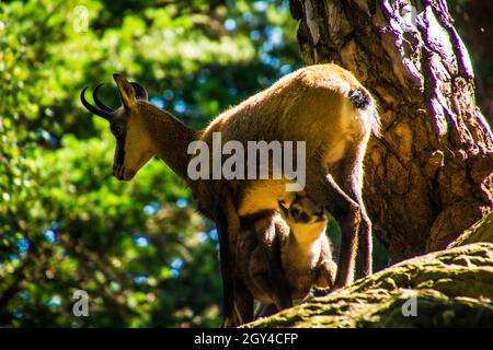 Selective of chamois (Rupicapra rupicapra) in greenery Stock Photo