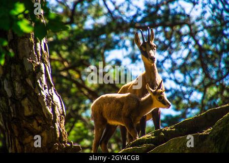 Selective of chamois (Rupicapra rupicapra) in greenery Stock Photo