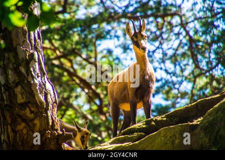 Selective of chamois (Rupicapra rupicapra) in greenery Stock Photo