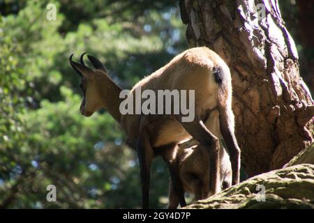 Selective of Chamois (Rupicapra rupicapra) in greenery Stock Photo