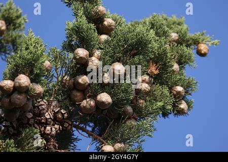 Green twigs of thuja with yellow-gold small fruits. Stock Photo