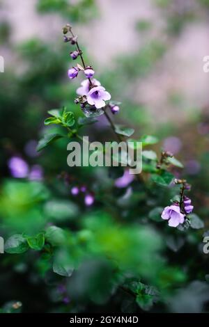 Round Leaf Plant Names - Plant With Round Leaves