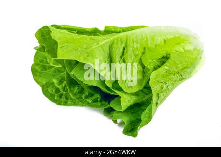 Fresh green Romaine Lettuce (Lactuca sativa) on isolated white background Stock Photo