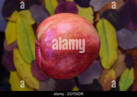 A large red ripe apple, behind it, in the background, a very blurry background, many colorful autumn leaves. The background is very blurry and out of Stock Photo