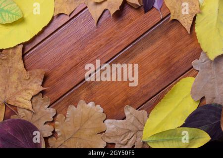 Autumn leaves of different colors and shapes are lined in a circle on a brown wooden background. In the center there is an empty space for text Stock Photo