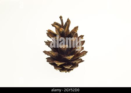 Christmas tree cone on a clean white clipping background. Close-up photographed. Single object Stock Photo