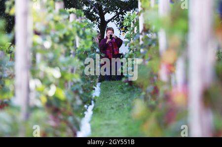 Paris, France. 6th Oct, 2021. A woman visits the Clos Montmartre vineyard during the harvest festival in Montmartre, Paris, France, Oct. 6, 2021. The vineyard, covering an area of 1,556 square meters, was created by the City of Paris in 1933. Closed to the public throughout the year except the harvest festival, the Clos Montmartre celebrates its annual harvest in autumn. Profit from the sale of this local wine goes towards funding social projects in the local municipality. This year's harvest festival goes from Oct. 6 to Oct. 10. Credit: Gao Jing/Xinhua/Alamy Live News Stock Photo