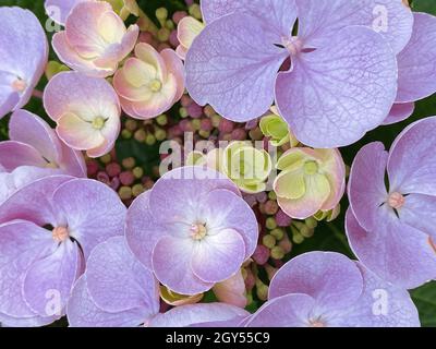 Pink-lilac inflorescence of a hydrangea macrophylla variety Taller Blue with sterile and fertile flowers, close-up Stock Photo