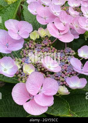 Pink-lilac inflorescence of a hydrangea macrophylla variety Taller Blue with sterile and fertile flowers, close-up Stock Photo