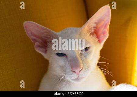 Oriental shorthair white kitten sitting on the yellow armchair Stock Photo