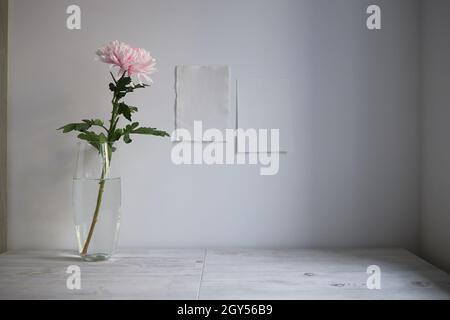Scandinavian style. Interior Design. Large pink chrysanthemum in a long glass vase. Two blank sheets of paper on the wall. Empty space for text Stock Photo