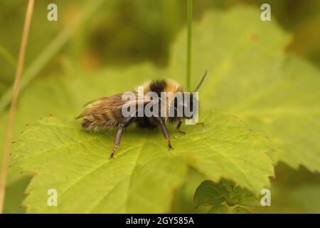Closeup on a male Field cuckoo bumnble-bee Bombus campestris Stock Photo