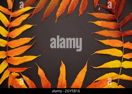 Frame made of red, yellow and orange colored autumn leaves on black background. Autumn background. Space for text. Stock Photo